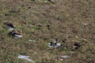 In some places the ground is kept warm year round by underlying thermal activity. In such places as this the vegitation is green year round. And yes, that is buffalo poop.