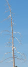 Tree killed by thermal activity. The specific locus of various thermal features moves around over time. Maybe only a few feet over several years but enough to change the soil conditions so that a tree can no longer be supported.