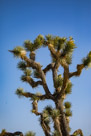 Barrel Cactus and Joshua Trees