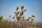 Barrel Cactus and Joshua Trees