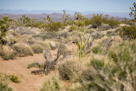Barrel Cactus and Joshua Trees