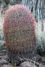 Barrel Cactus and Joshua Trees