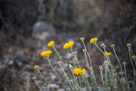 Barrel Cactus and Joshua Trees