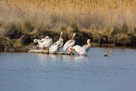 Bear River National Wildlife Refuge