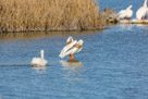 Bear River National Wildlife Refuge