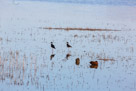 Bear River National Wildlife Refuge