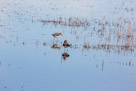 Bear River National Wildlife Refuge