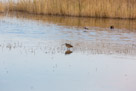Bear River National Wildlife Refuge