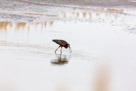 Bear River National Wildlife Refuge