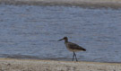 Fish Springs National Wildlife Refuge Utah