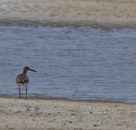 Fish Springs National Wildlife Refuge Utah