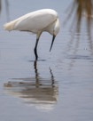 Fish Springs National Wildlife Refuge Utah