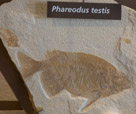 Fossil Butte National Monument