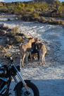 Ghost Town Oatman Arizona