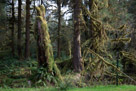 Hoh Rain Forest - Olympic Peninsula
