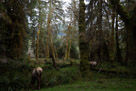 Hoh Rain Forest - Olympic Peninsula