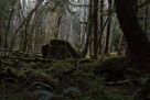 Hoh Rain Forest - Olympic Peninsula