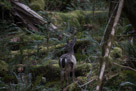 Hoh Rain Forest - Olympic Peninsula
