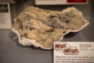 John Day Fossil Beds