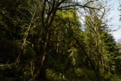 Lake Quinault Loop Road - Olympic Peninsula