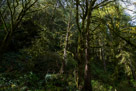Lake Quinault Loop Road - Olympic Peninsula