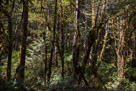 Lake Quinault Loop Road - Olympic Peninsula