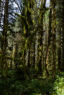 Lake Quinault Loop Road - Olympic Peninsula