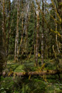 Lake Quinault Loop Road - Olympic Peninsula