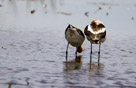 Mating American Avocets