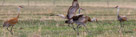 Sandhill Cranes outside Saratoga Wyoming