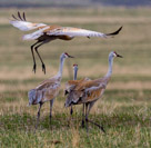 Sandhill Cranes outside Saratoga Wyoming