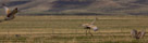 Sandhill Cranes outside Saratoga Wyoming