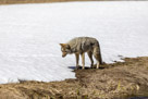 A yellowstone Coyote goes after a Mole