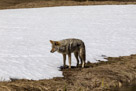 A yellowstone Coyote goes after a Mole