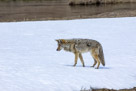 A yellowstone Coyote goes after a Mole