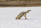 A yellowstone Coyote goes after a Mole
