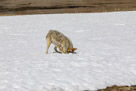 A yellowstone Coyote goes after a Mole