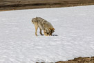 A yellowstone Coyote goes after a Mole