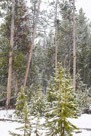Yellowstone Spring Snow